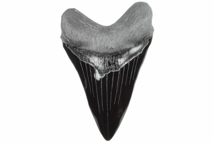 Realistic, 7.4" Carved Obsidian Megalodon Tooth - Replica